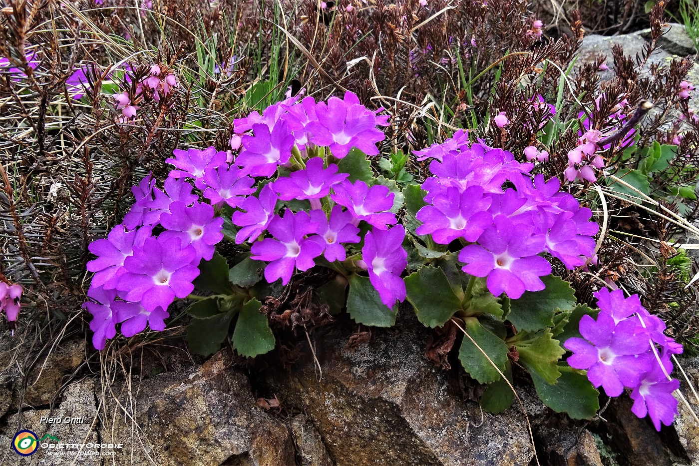 21 Primula hirsuta.JPG